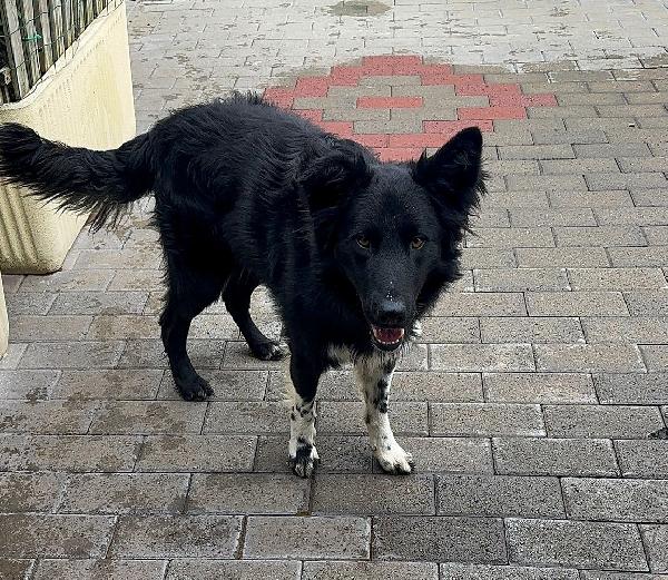 NICHOLAS BORDER COLLIE Foto 5